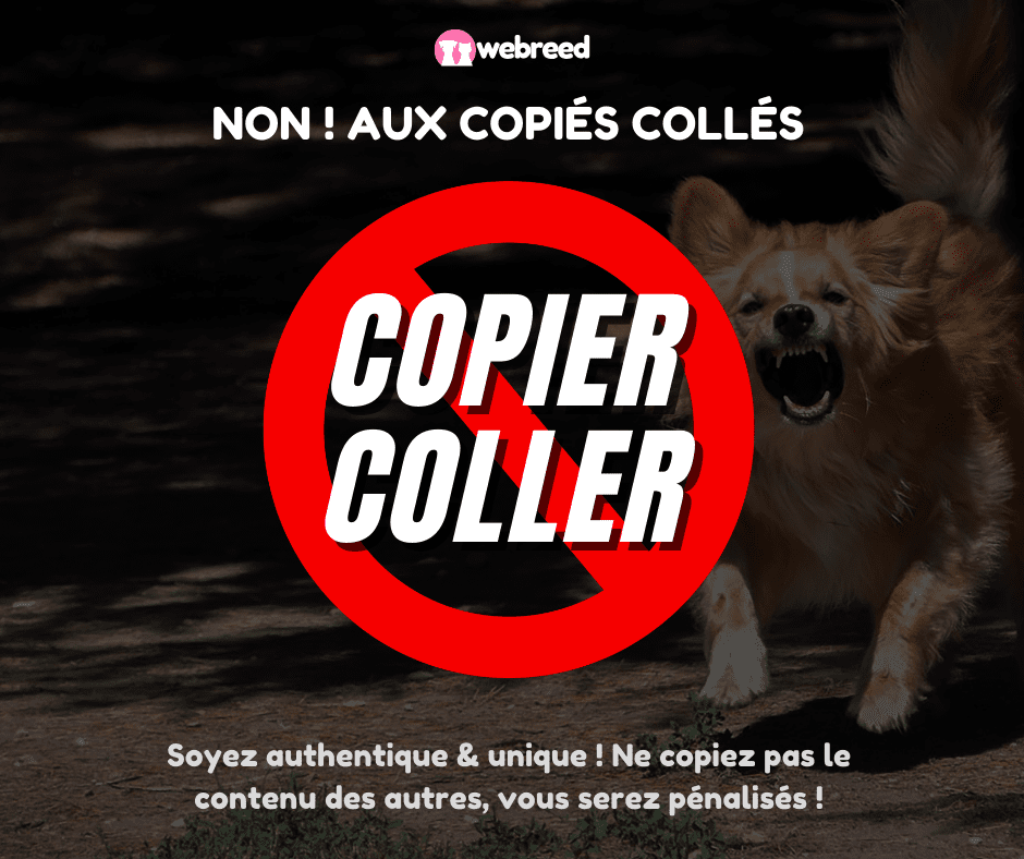 danger duplicate content