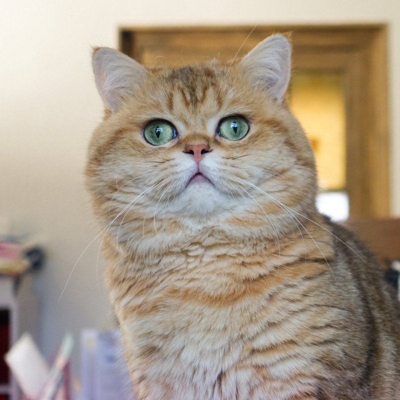 Boubou Mâle British Shorthair
