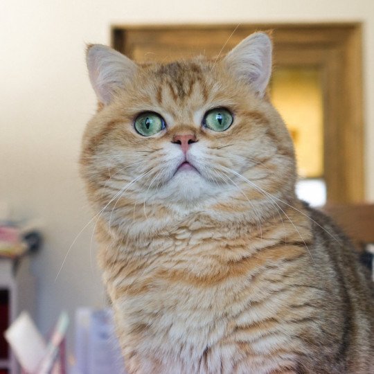 Boubou Mâle British Shorthair