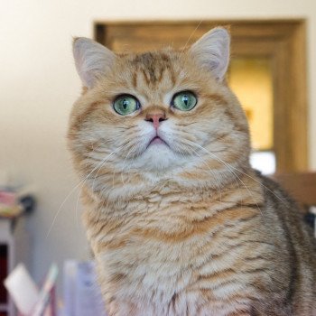 chat British Shorthair Boubou Créer site eleveur