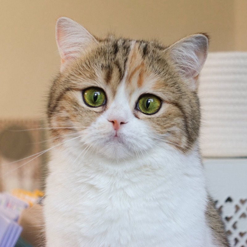 Fumiko de Site Élevage Femelle British Shorthair