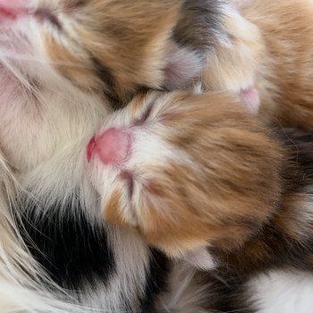chaton British Shorthair brown (black golden) blotched tabby Ticoeur Créer site eleveur chaton British Shorthair brown (black golden) blotched tabby Ticoeur Créer site eleveur
