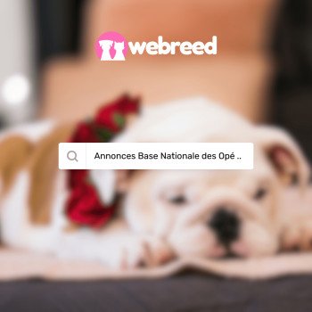 Annonces vérifiées et labellisation des annonces sur Webreed !