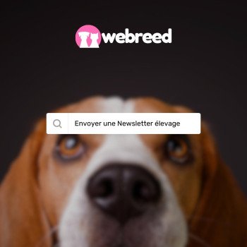 La newsletter en élevage canin / félin, un outil essentiel (tutoriel)