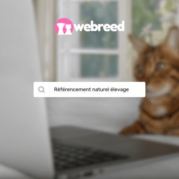 "Mon site internet ne ressort pas dans Google"